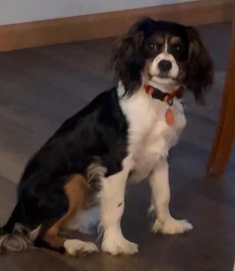 Enlarge Cowboy- In Foster will need to call or email us to set up an appointment. , a Adoptable mixed breed in Wahpeton, ND image 3/3