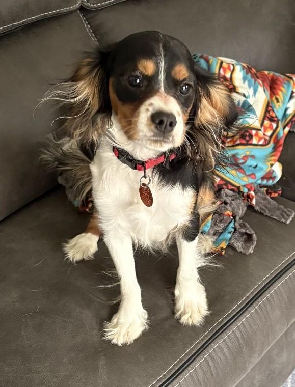 Enlarge Cowboy- In Foster will need to call or email us to set up an appointment. , a Adoptable mixed breed in Wahpeton, ND image 2/3