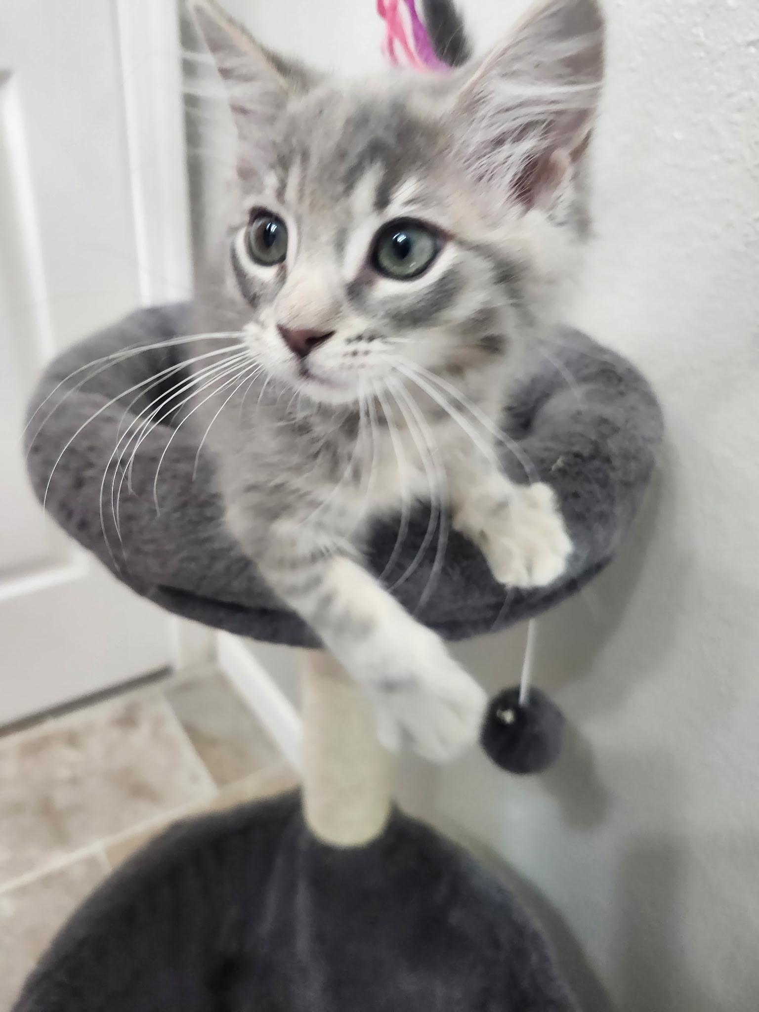 Cher, Adopted, Young Female Domestic Long Hair.