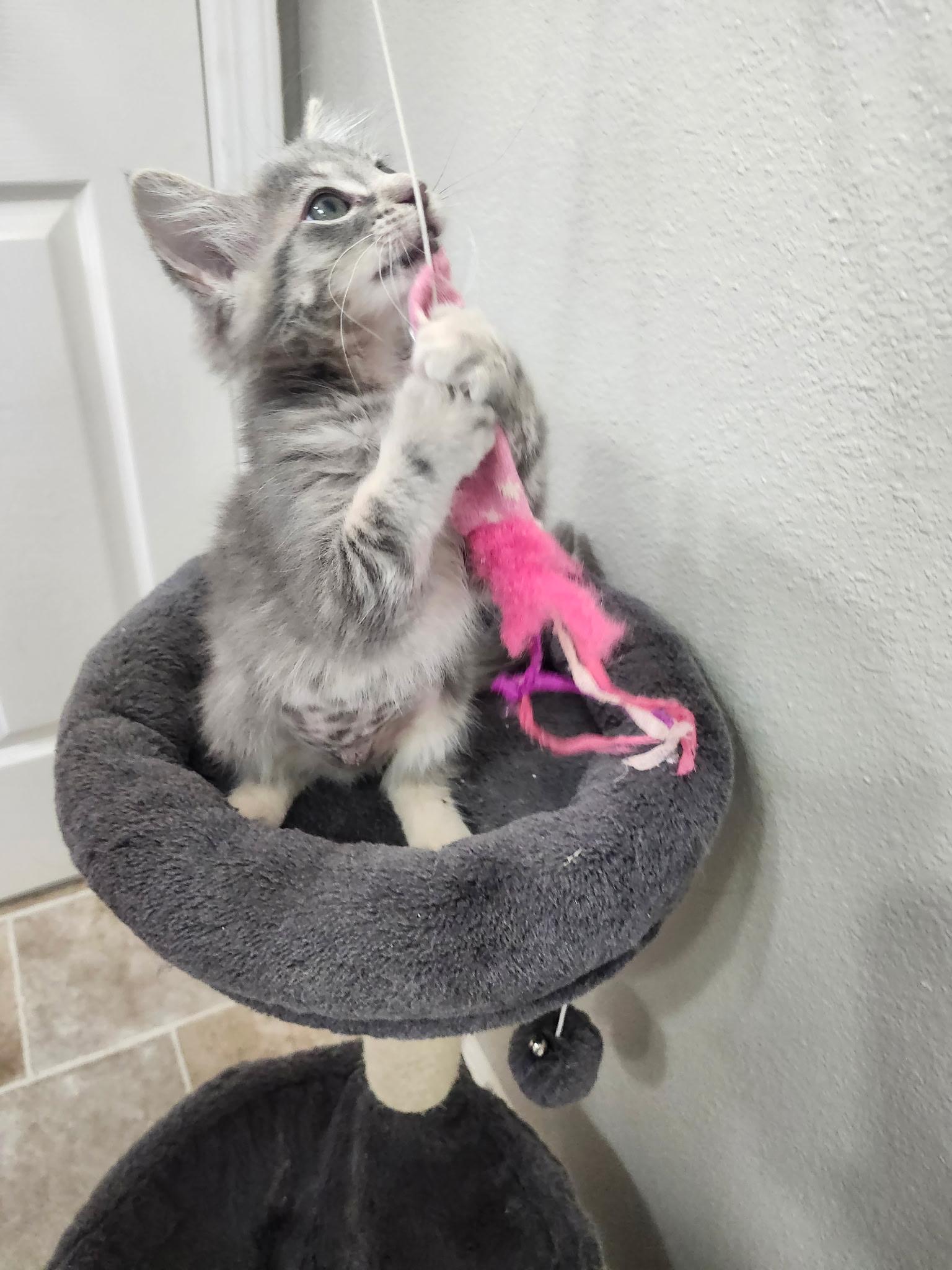 Enlarge Cher, a Adopted Domestic Long Hair in Rio Linda, CA image 3/5