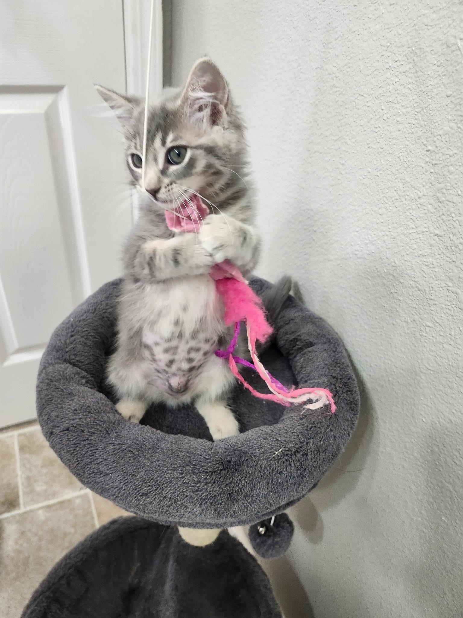 Enlarge Cher, a Adopted Domestic Long Hair in Rio Linda, CA image 5/5