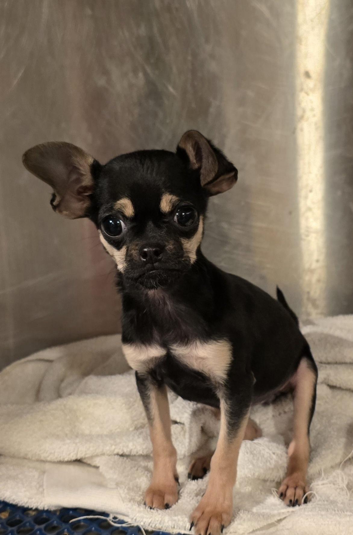 Enlarge Zelle, a Adoptable mixed breed in Decatur, IN image 1/2