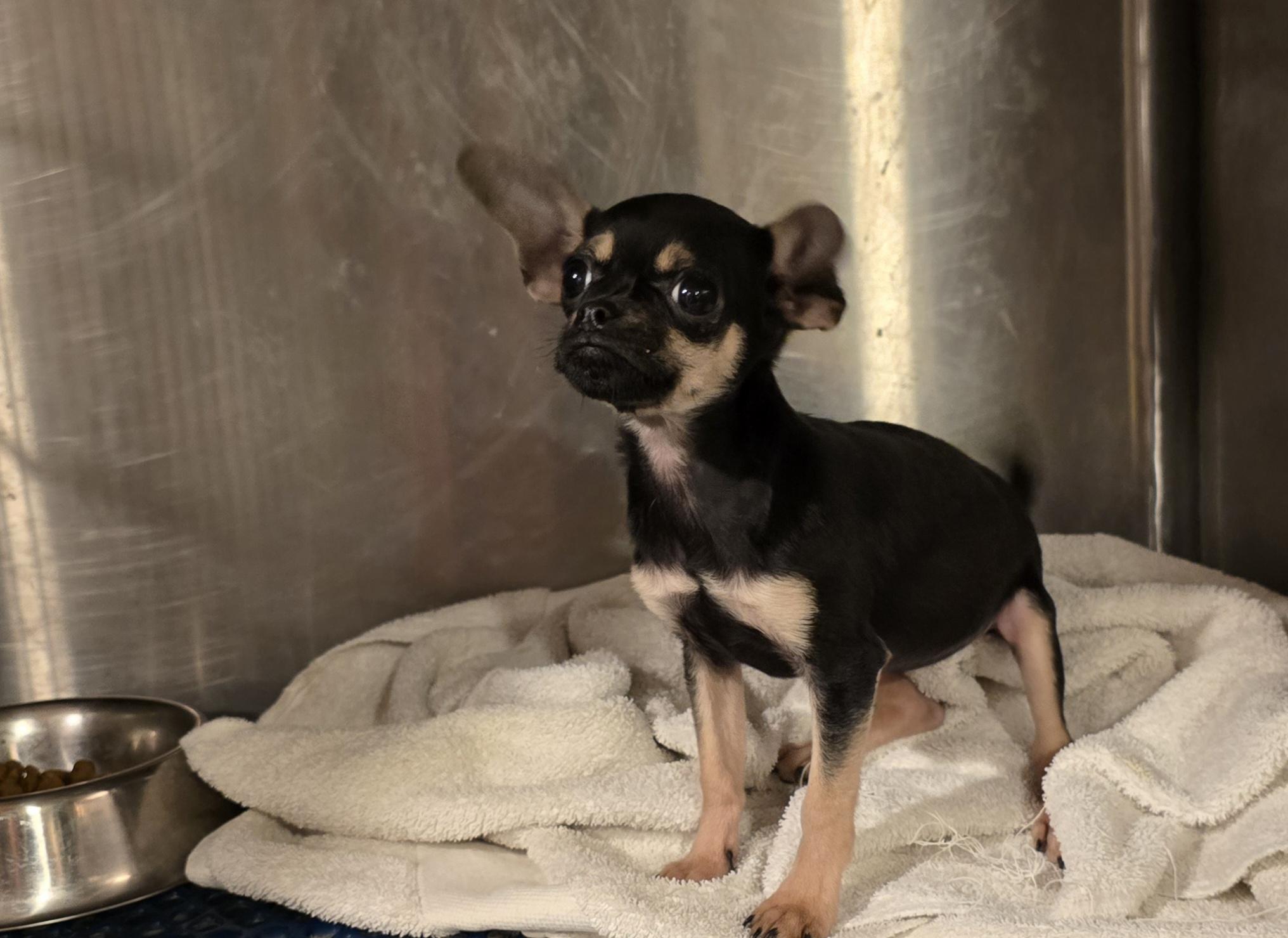 Enlarge Zelle, a Adoptable mixed breed in Decatur, IN image 2/2