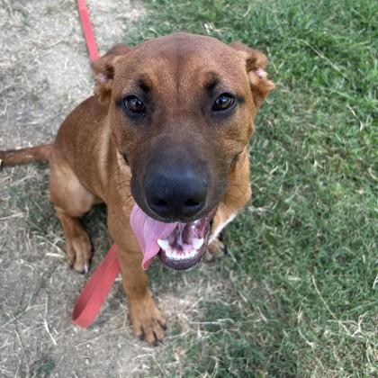 Scrappy, Adoptable, Young Male Mixed Breed & Mixed Breed.