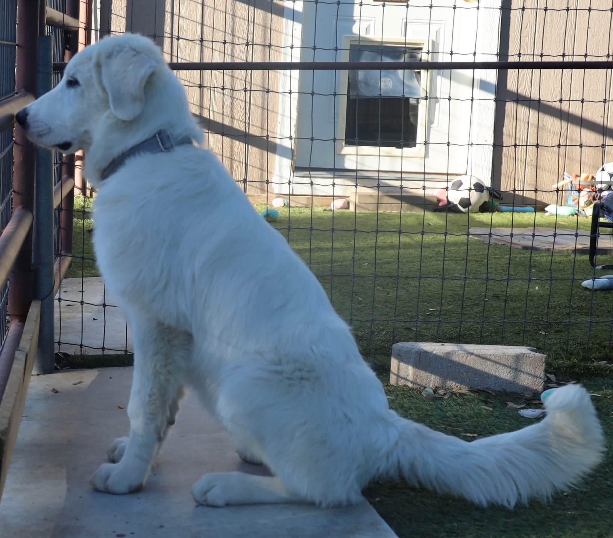 Enlarge Walter, a Adopted mixed breed in Southlake, TX image 6/6