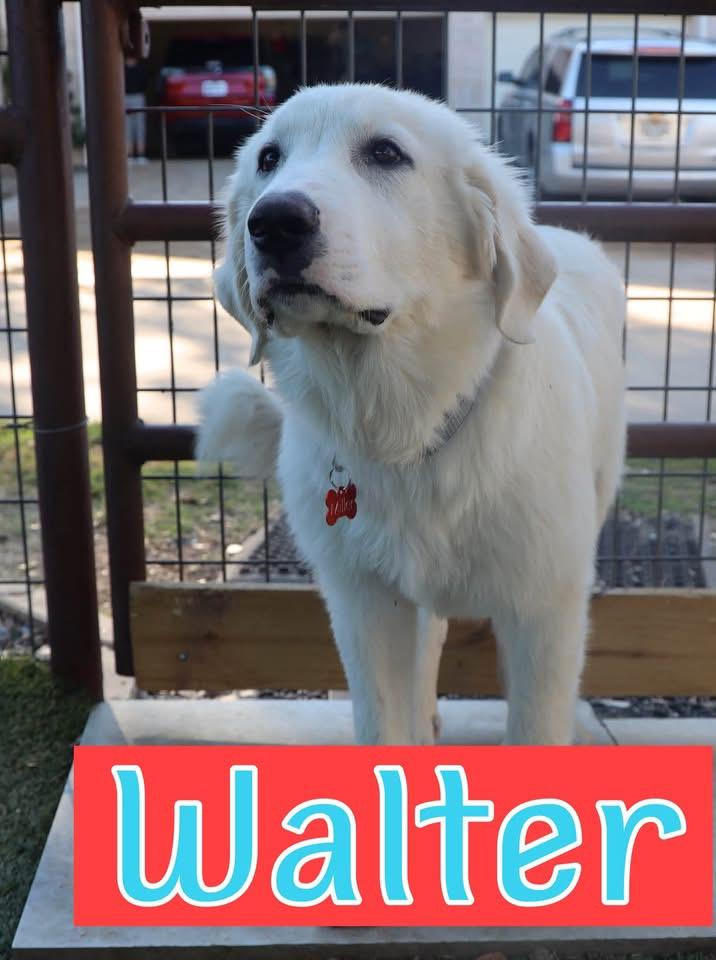 Walter, Adopted, Young Male Great Pyrenees.