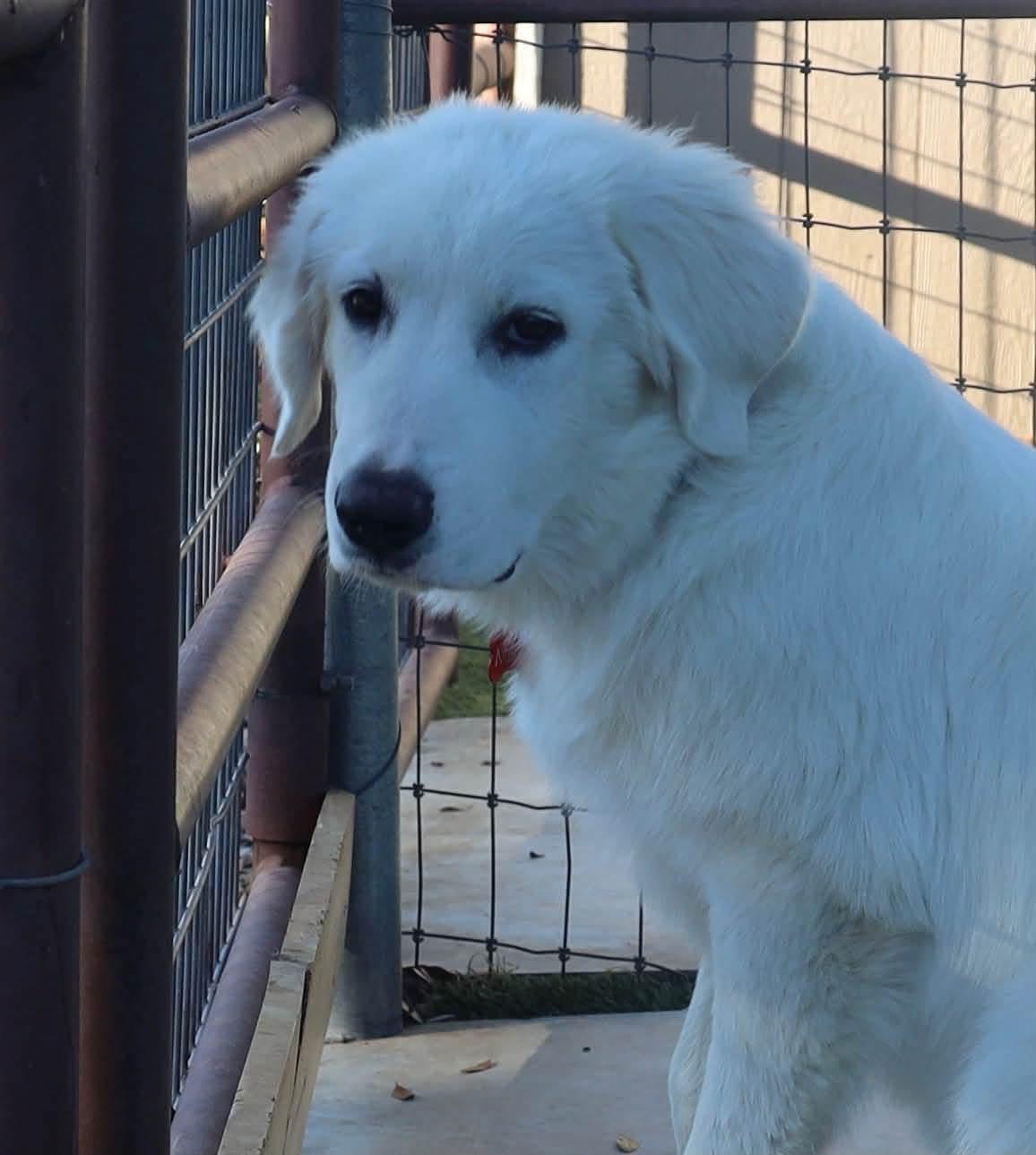 Enlarge Walter, a Adopted mixed breed in Southlake, TX image 3/6