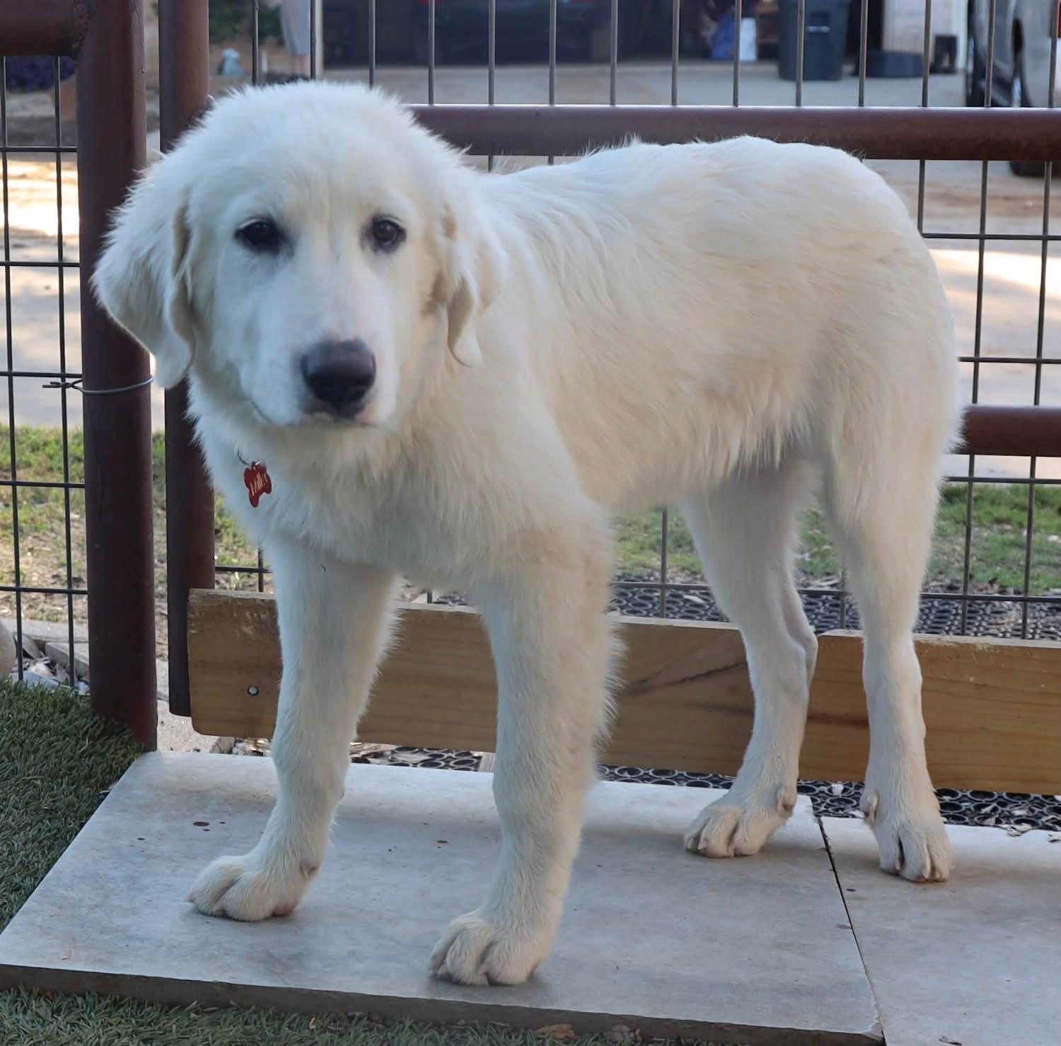 Enlarge Walter, a Adopted mixed breed in Southlake, TX image 5/6