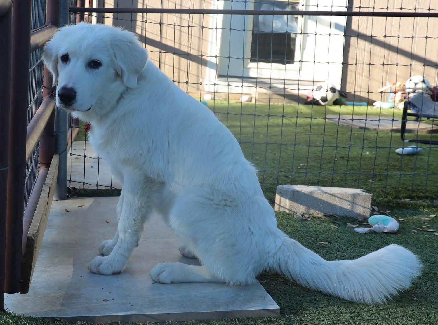 Enlarge Walter, a Adopted mixed breed in Southlake, TX image 4/6