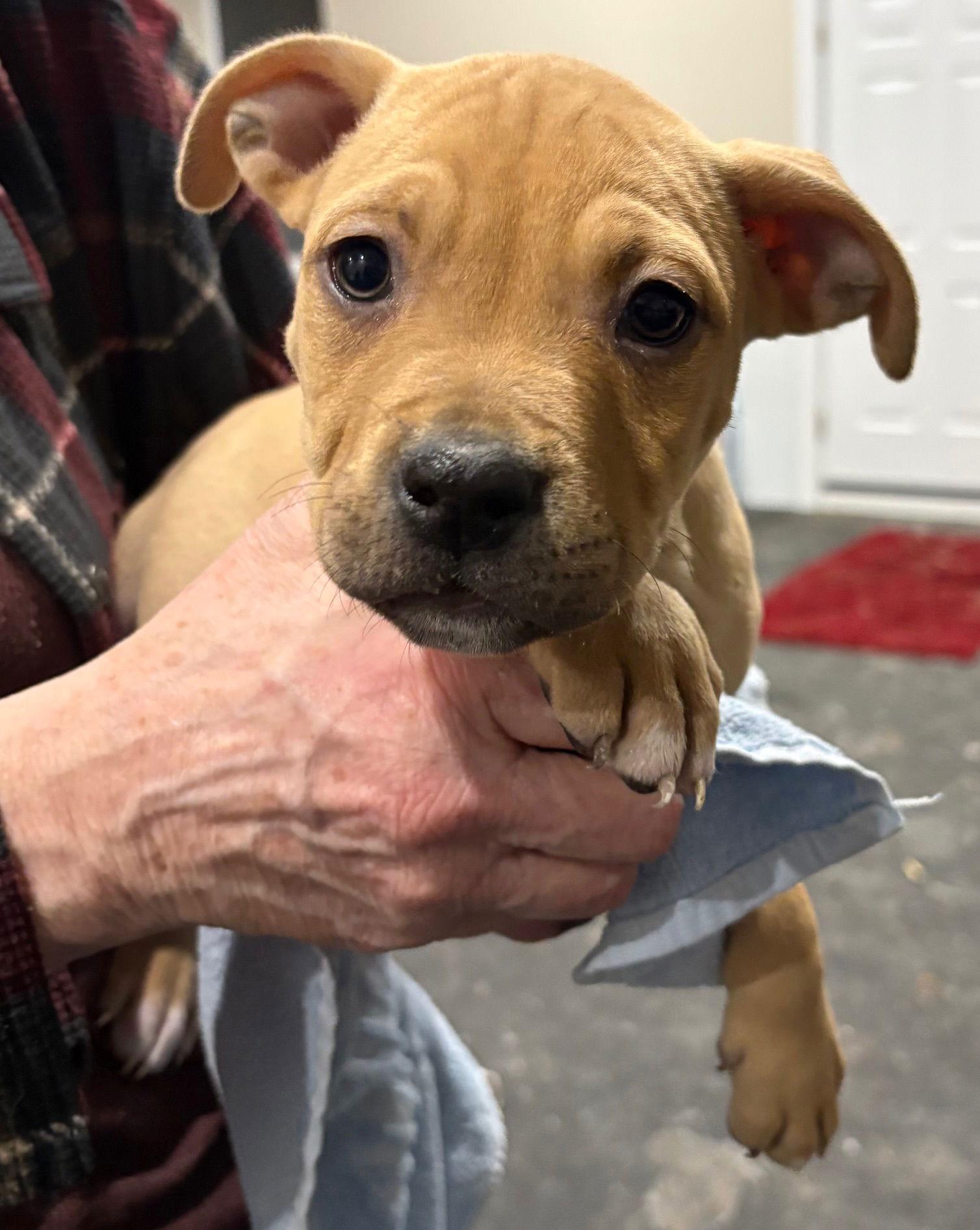 Willie, Adoptable, Puppy Male Pit Bull Terrier.