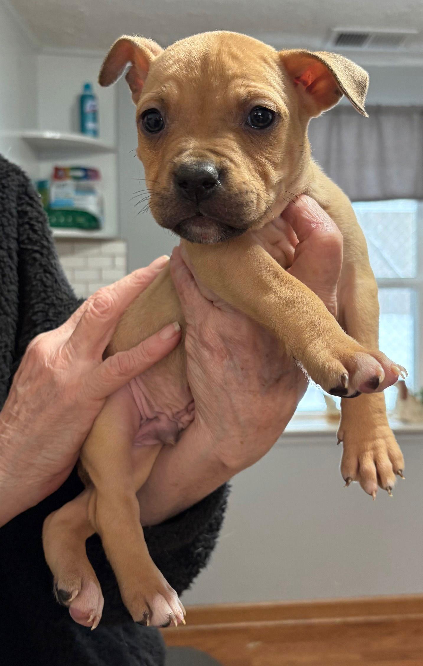 Enlarge Willie, a Adoptable Pit Bull Terrier in Oxford, MI image 1/1