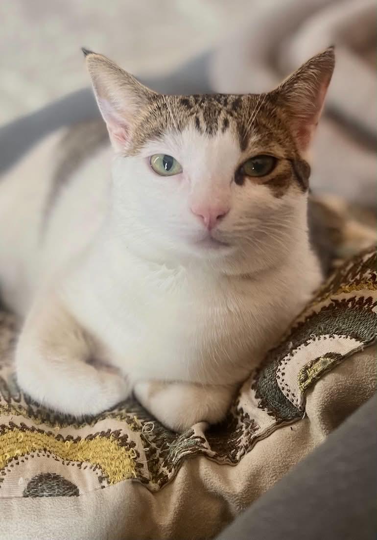 Enlarge Daisy Mae, a Adoptable Domestic Short Hair in Fort Collins, CO image 1/3
