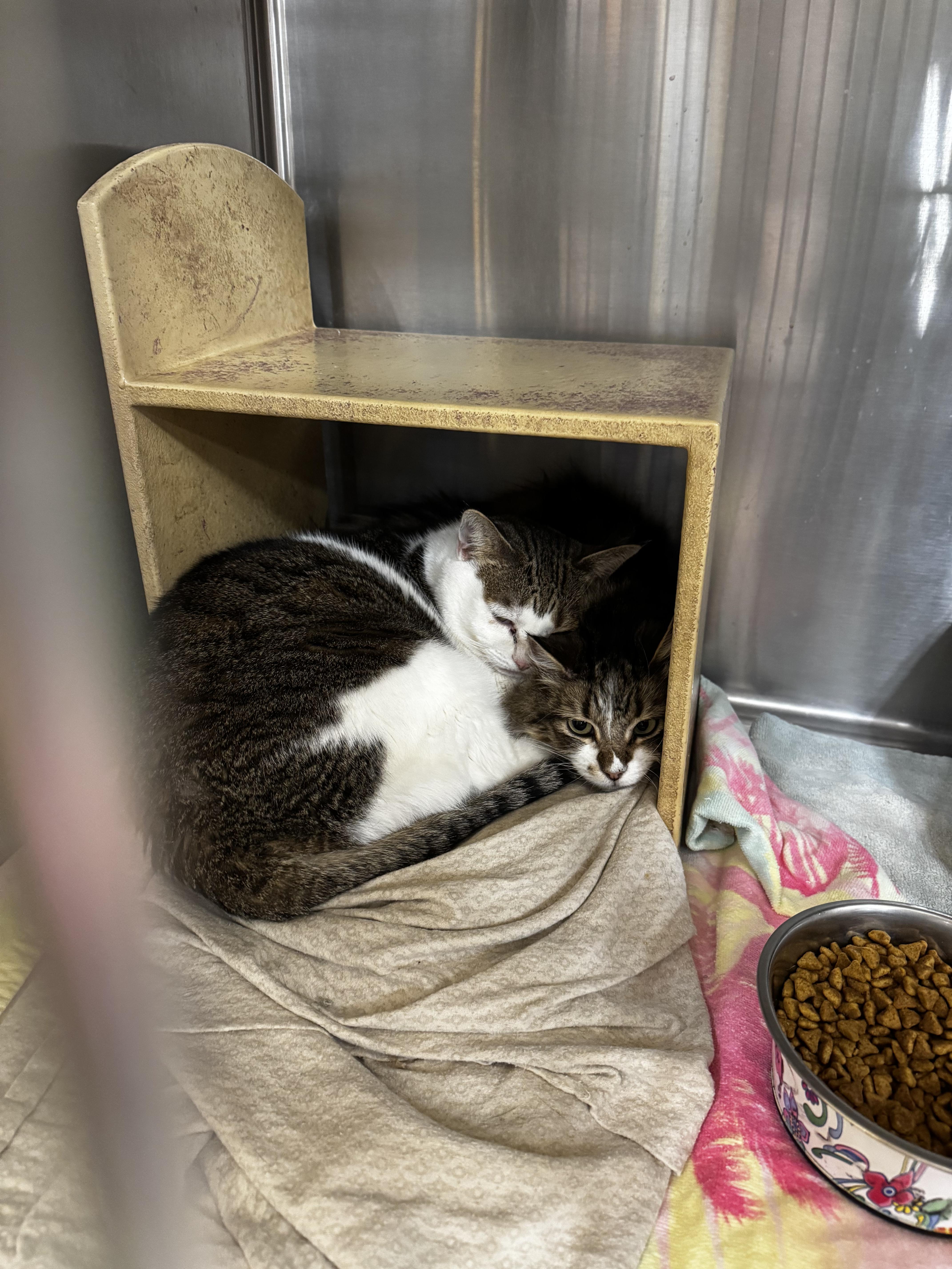 Enlarge Daisy Mae, a Adoptable Domestic Short Hair in Fort Collins, CO image 3/3
