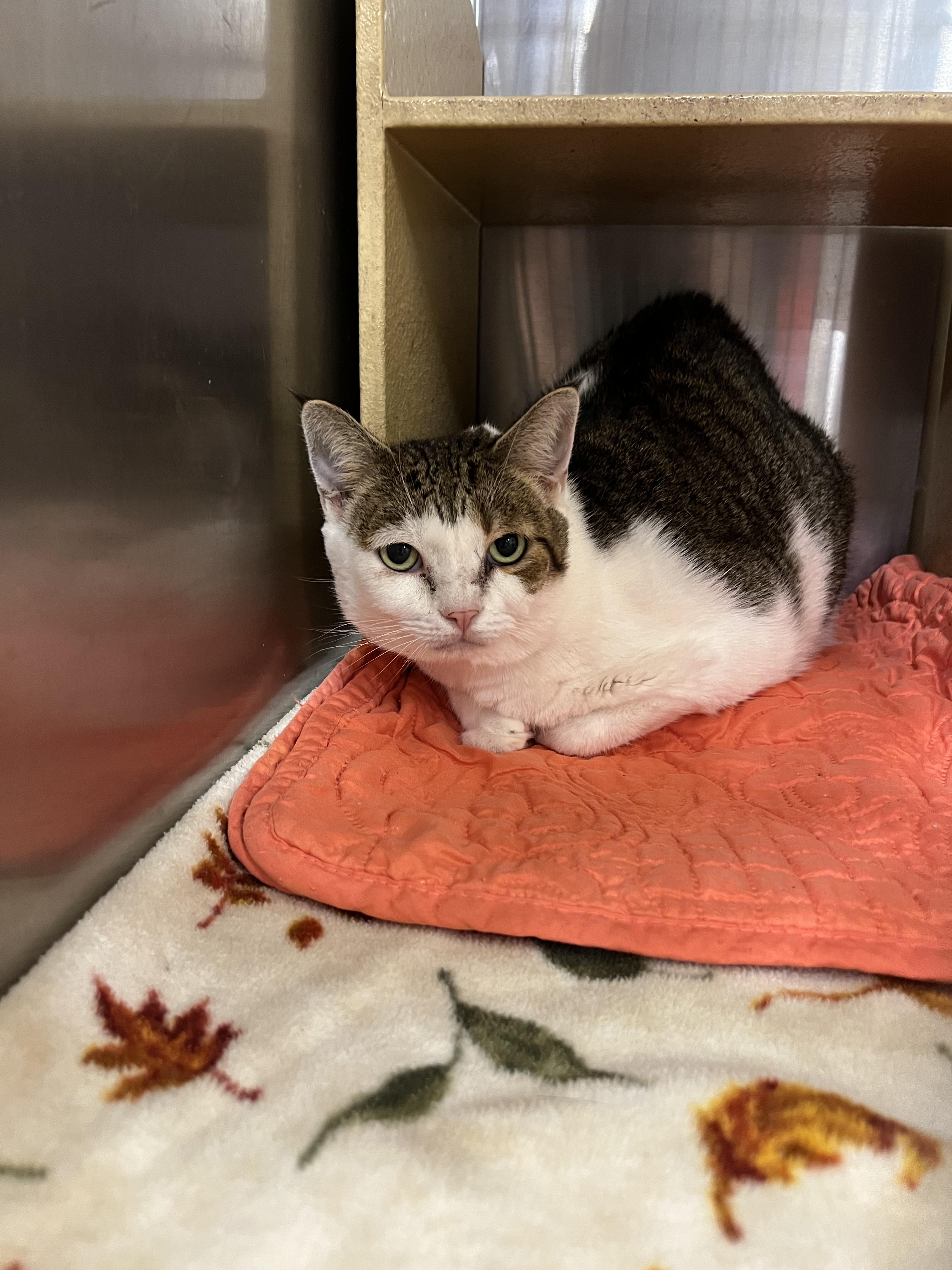 Enlarge Daisy Mae, a Adoptable Domestic Short Hair in Fort Collins, CO image 2/3