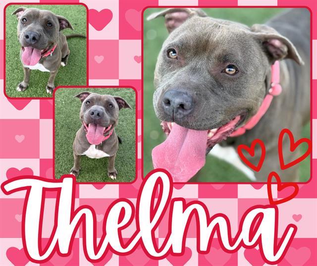 Enlarge THELMA, a Adoptable Pit Bull Terrier in Pearland, TX image 1/1