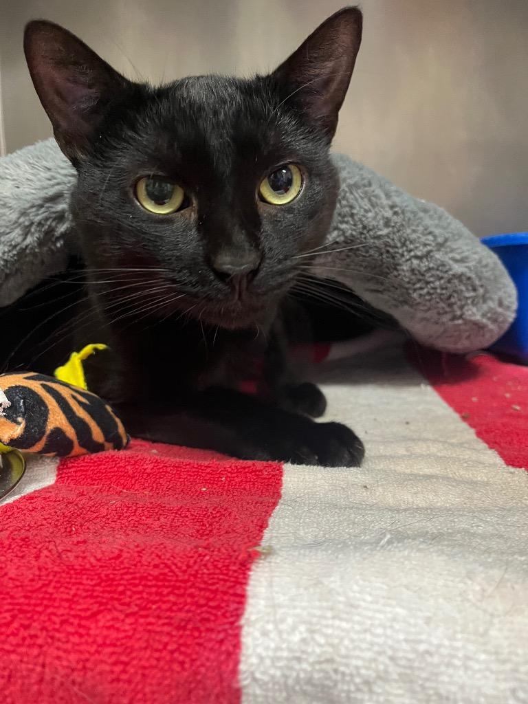 Oxx, Adoptable, Young Male Domestic Short Hair.