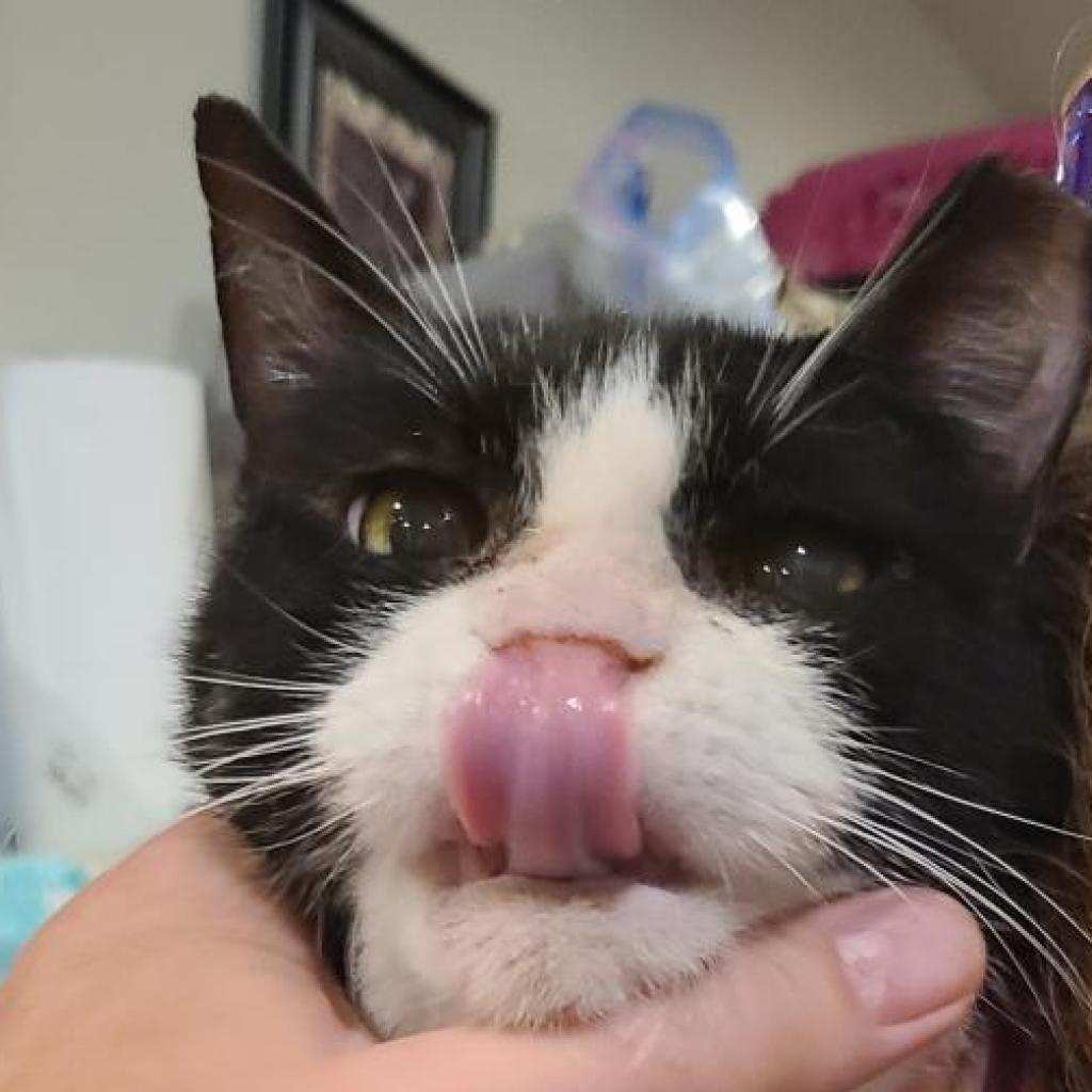 Kenzie, a Adoptable Domestic Short Hair in Reisterstown, MD image 1/5