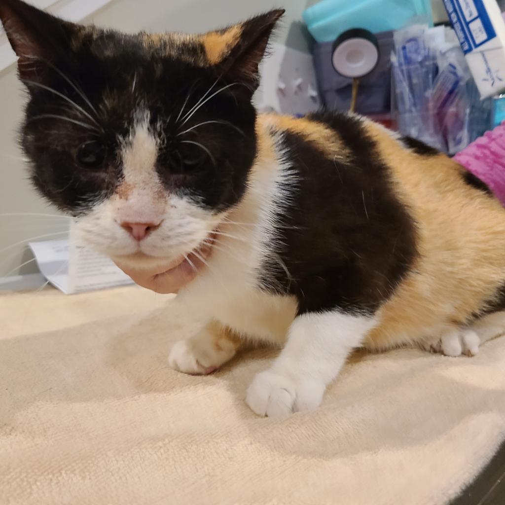 Kenzie, a Adoptable Domestic Short Hair in Reisterstown, MD image 2/5