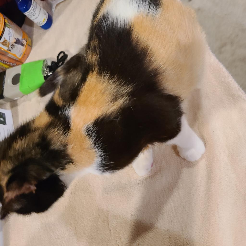 Kenzie, a Adoptable Domestic Short Hair in Reisterstown, MD image 3/5