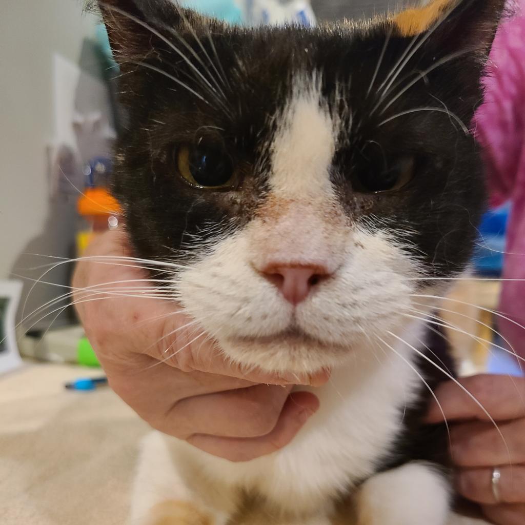 Kenzie, a Adoptable Domestic Short Hair in Reisterstown, MD image 4/5