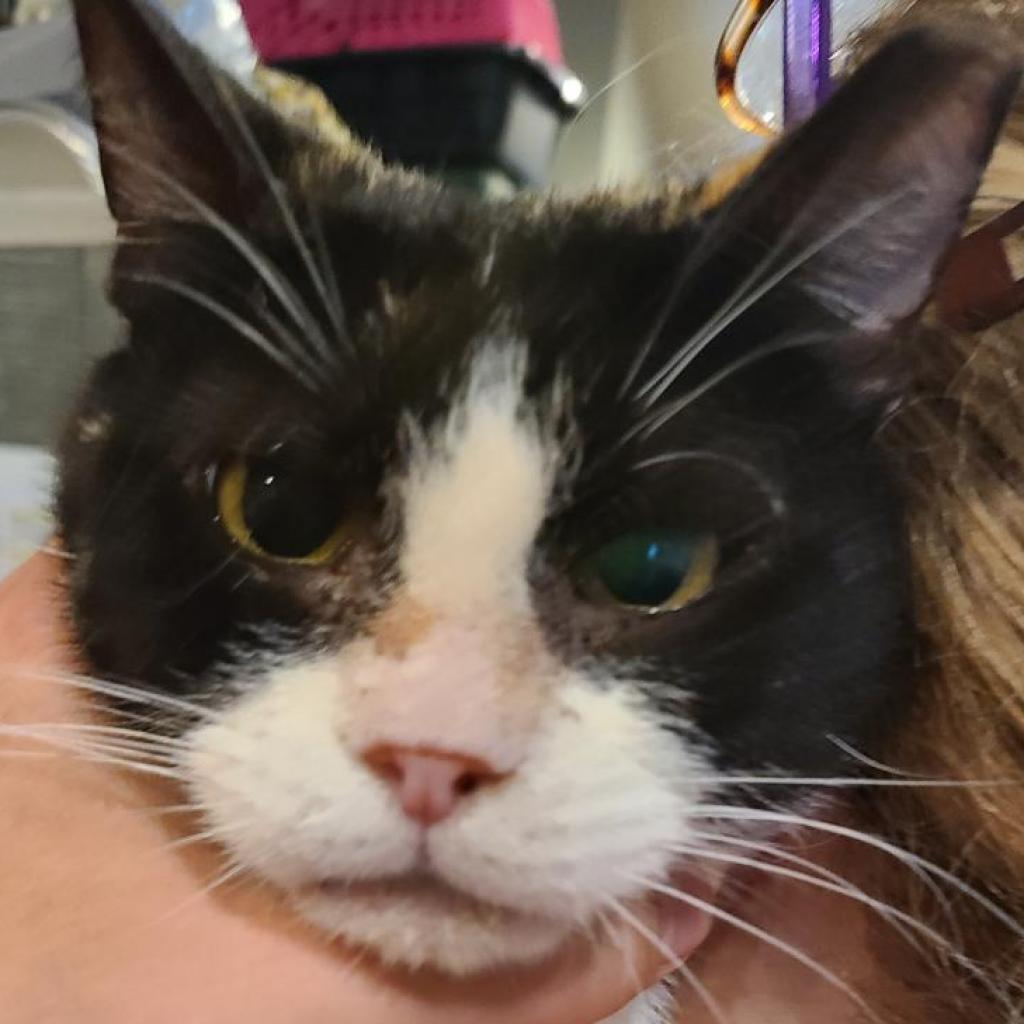 Kenzie, a Adoptable Domestic Short Hair in Reisterstown, MD image 5/5