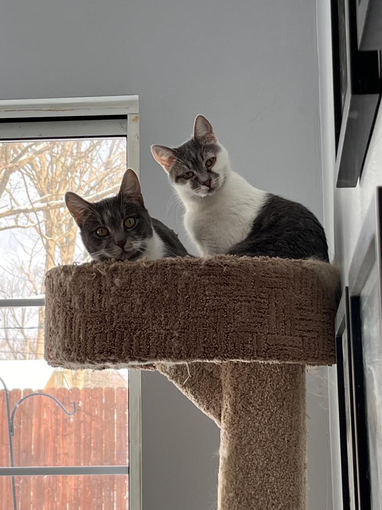 Twin (bonded with Flip), Adoptable, Adult Female Domestic Short Hair.
