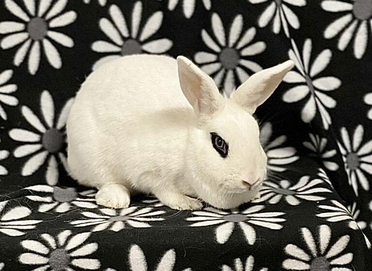 Daisy ⭐️, Adoptable, Adult Female English Spot & Holland Lop.