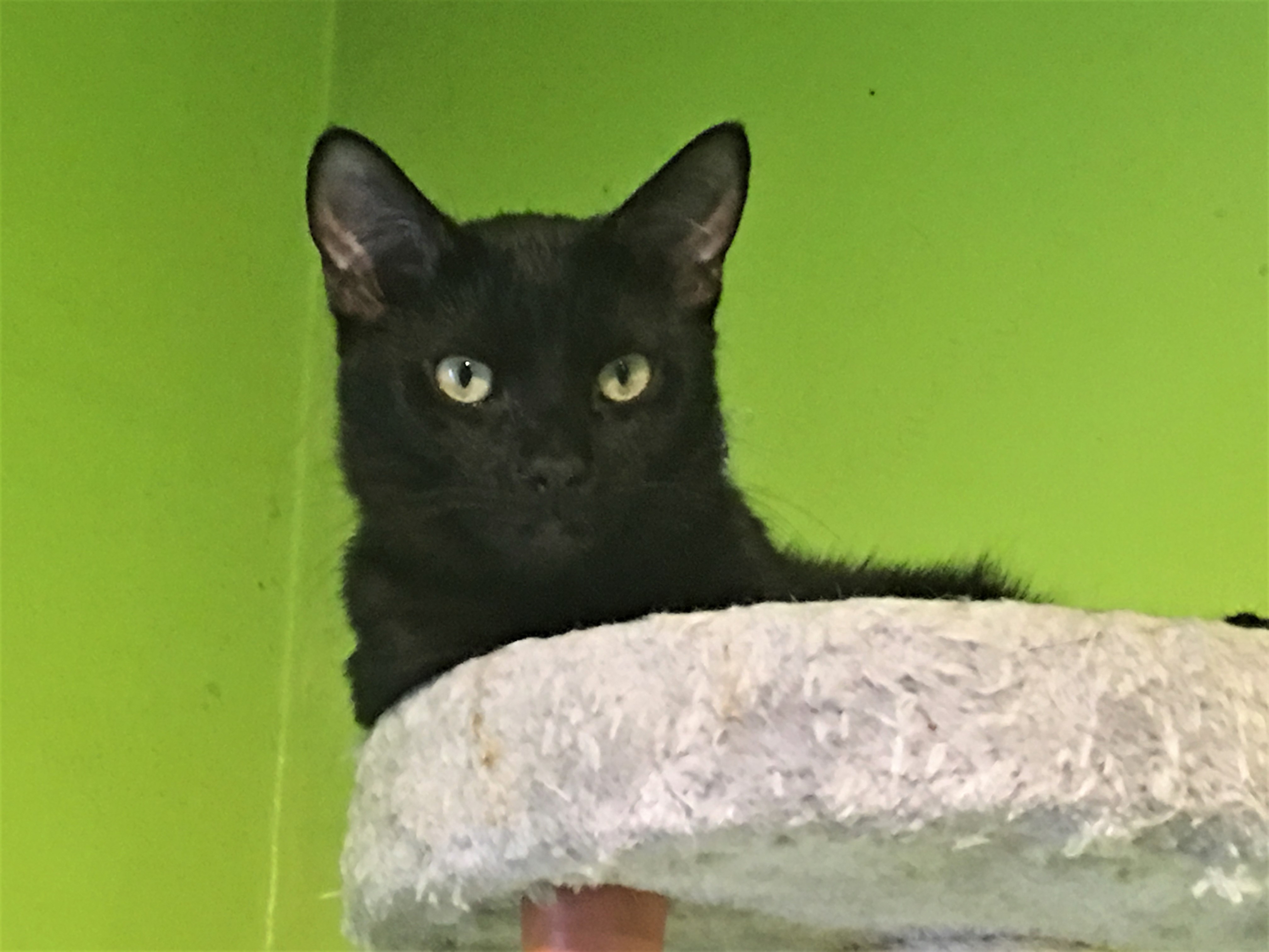 Trouble, a Adoptable Domestic Short Hair in Whiting, IN image 1/12