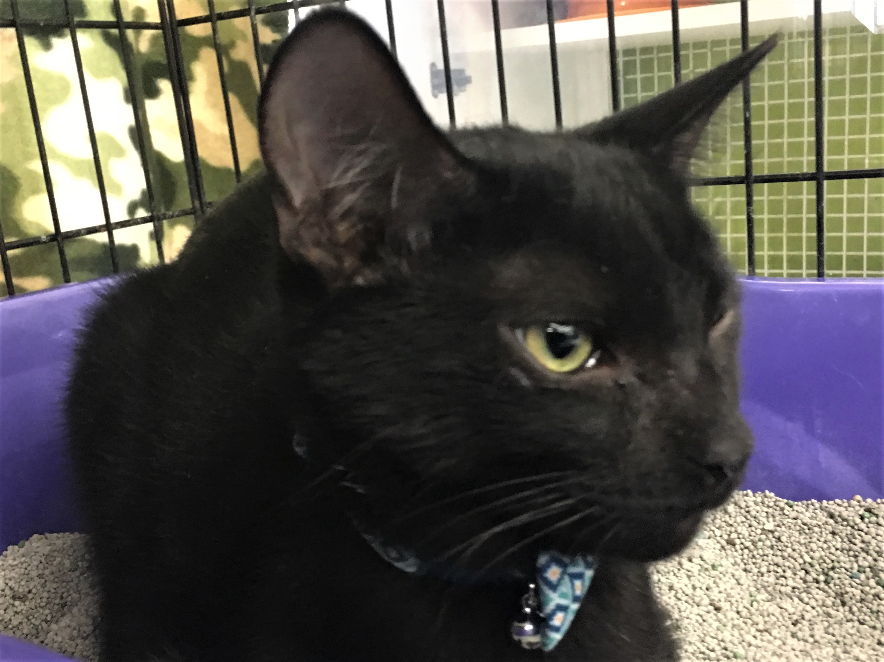 Trouble, a Adoptable Domestic Short Hair in Whiting, IN image 2/12