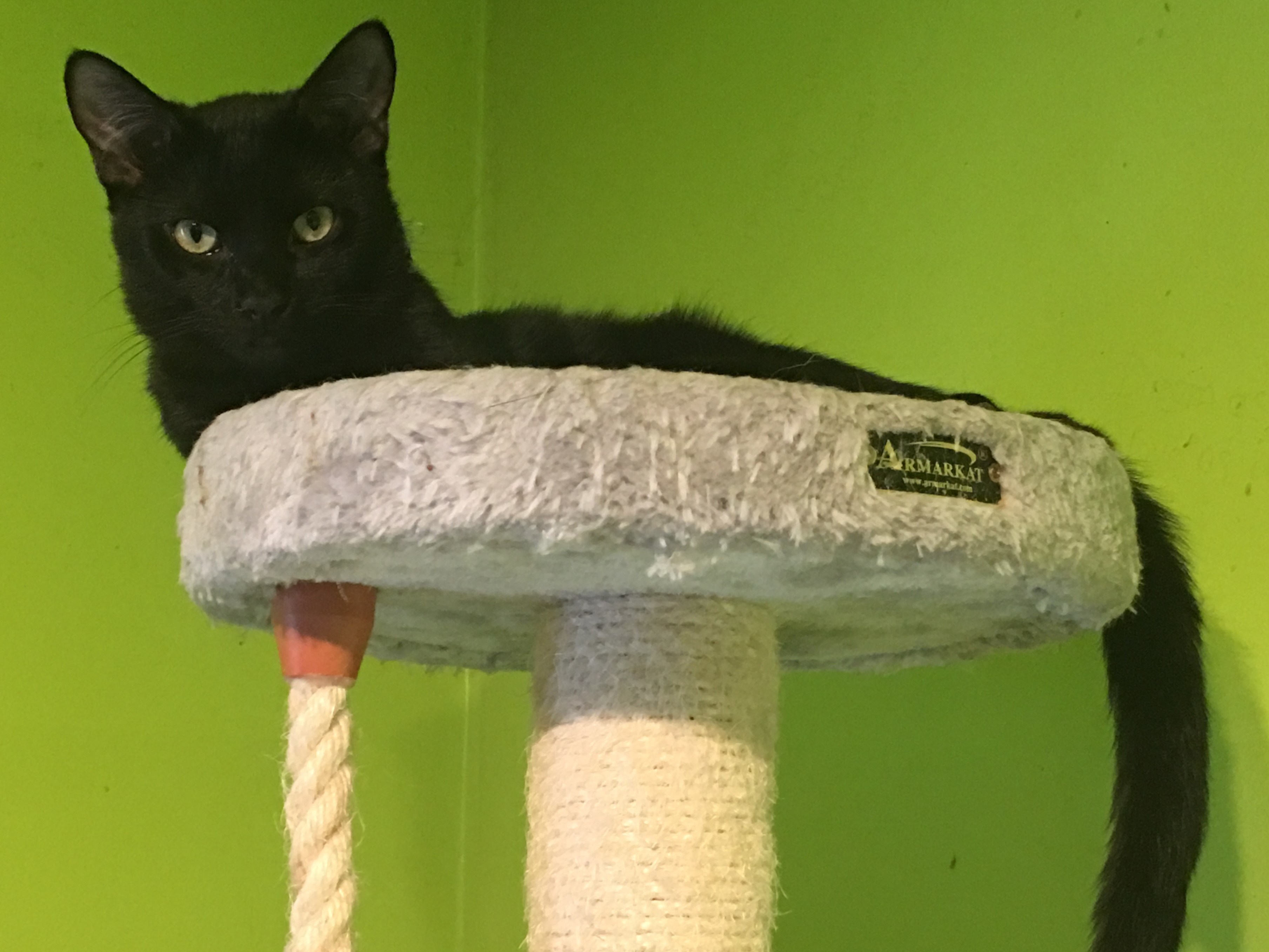 Trouble, a Adoptable Domestic Short Hair in Whiting, IN image 3/12