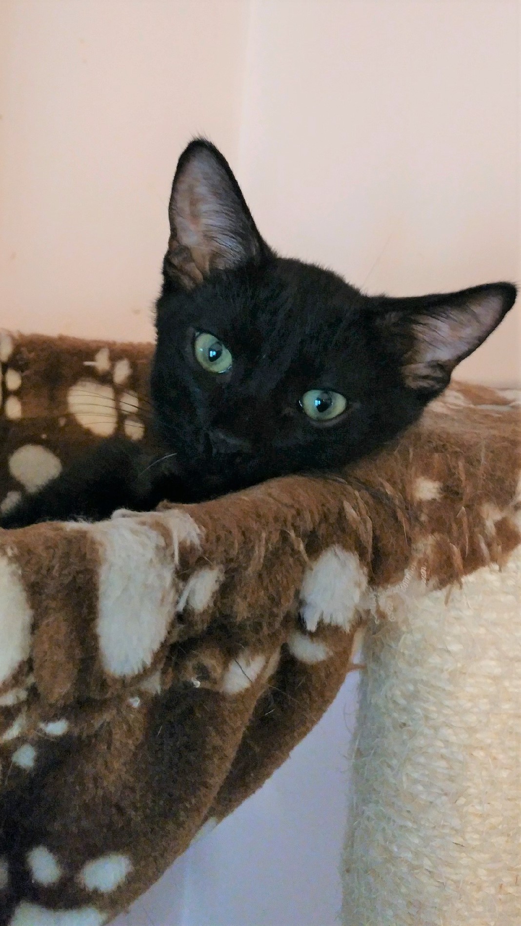 Trouble, a Adoptable Domestic Short Hair in Whiting, IN image 4/12