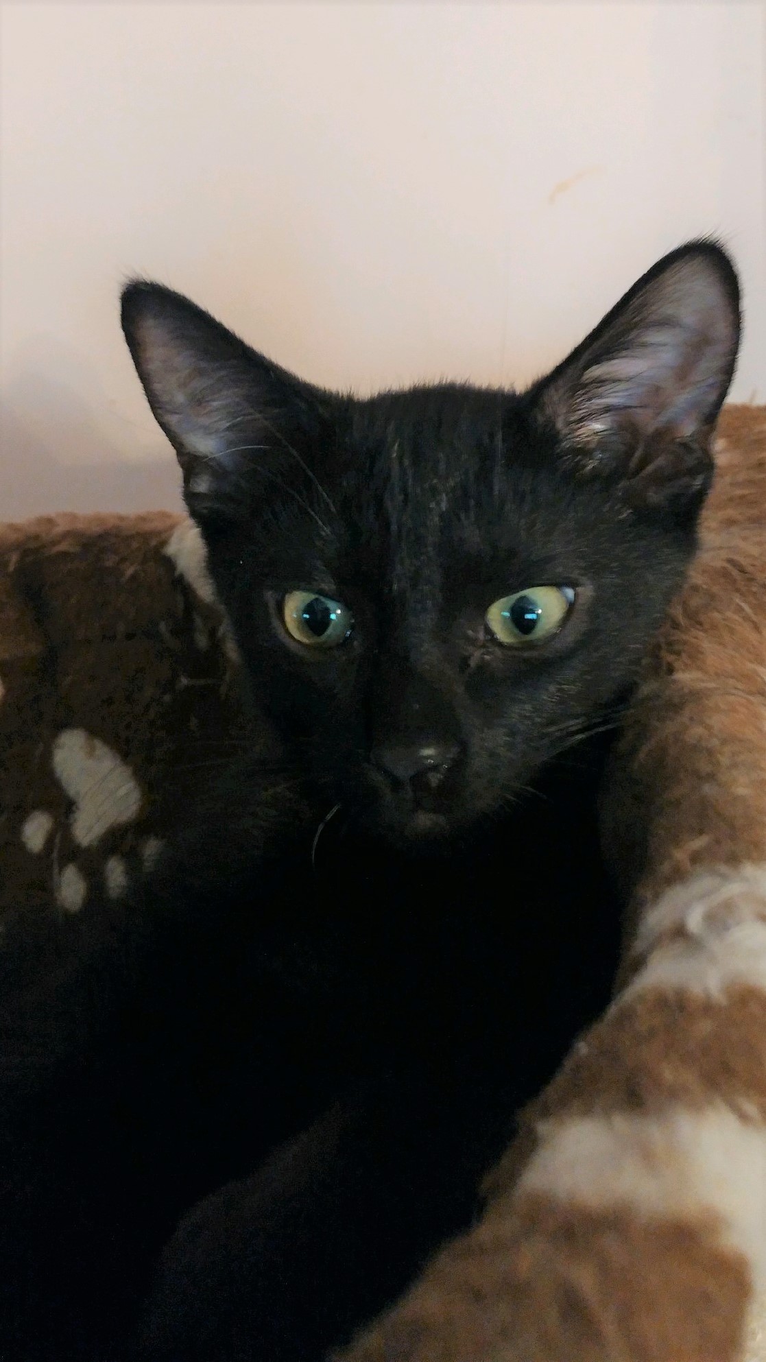 Trouble, a Adoptable Domestic Short Hair in Whiting, IN image 6/12