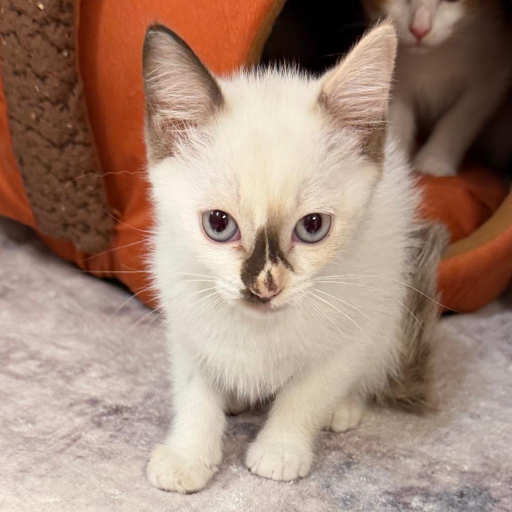 Zora, Adoptable, Kitten Female Domestic Short Hair.