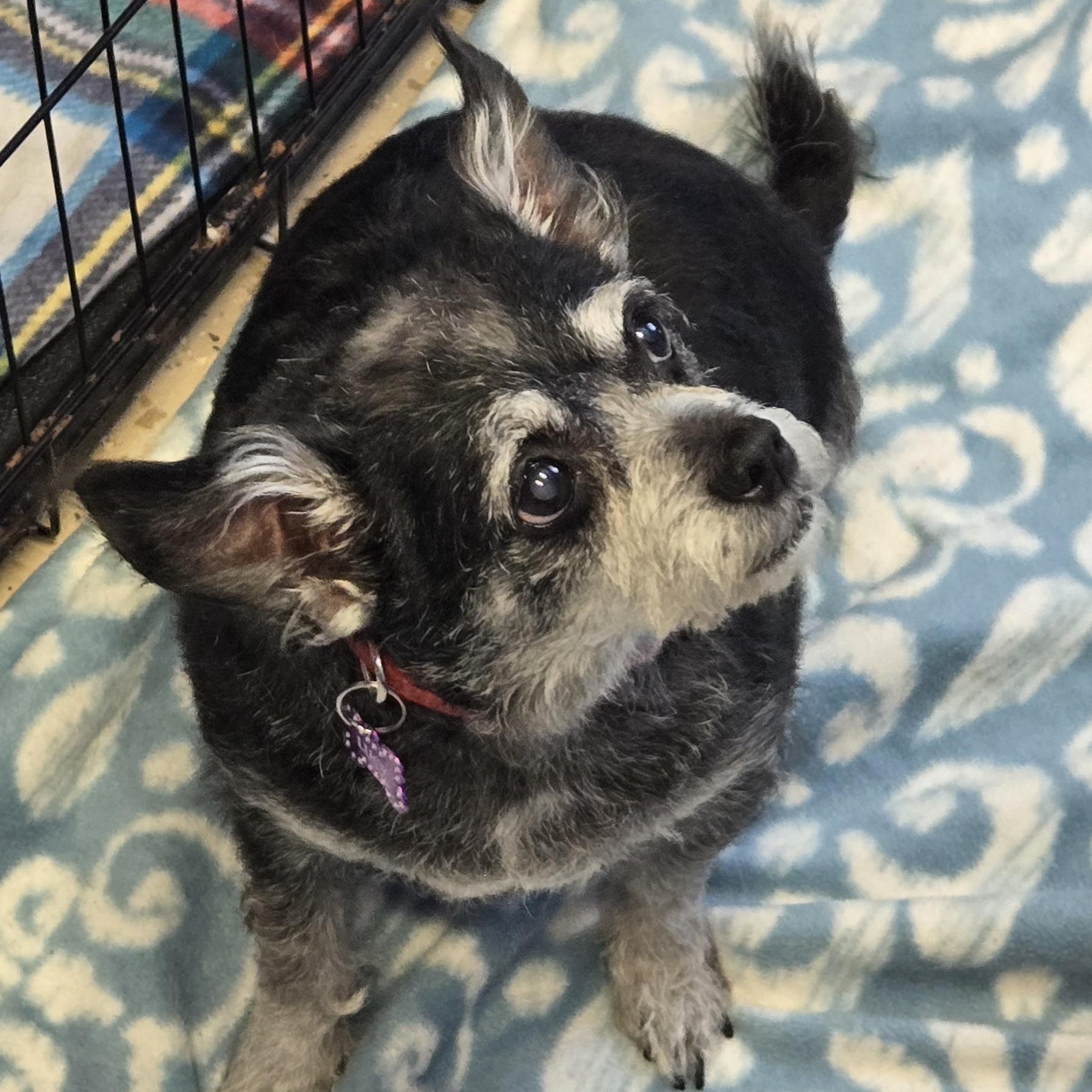Lucy, Adopted, Senior Female Miniature Schnauzer.