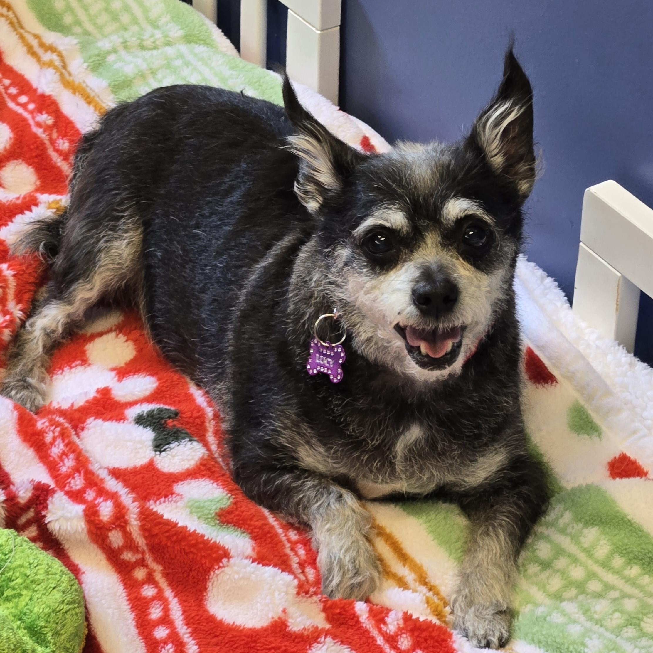 Enlarge Lucy, a Adopted mixed breed in Grafton, OH image 2/2