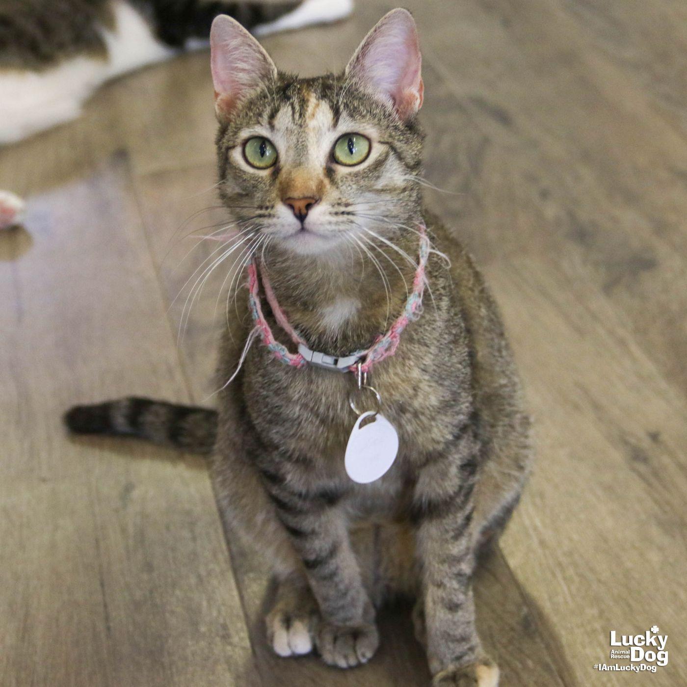 Calina, Adoptable, Adult Female Domestic Short Hair.