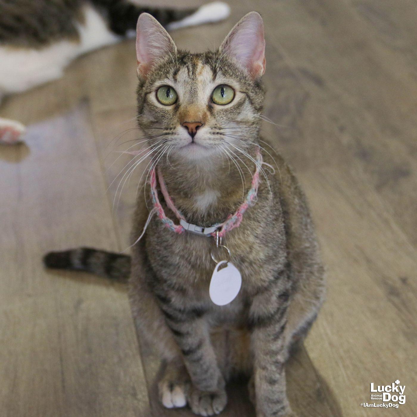Enlarge Calina, a Adoptable Domestic Short Hair in Washington, DC image 2/3