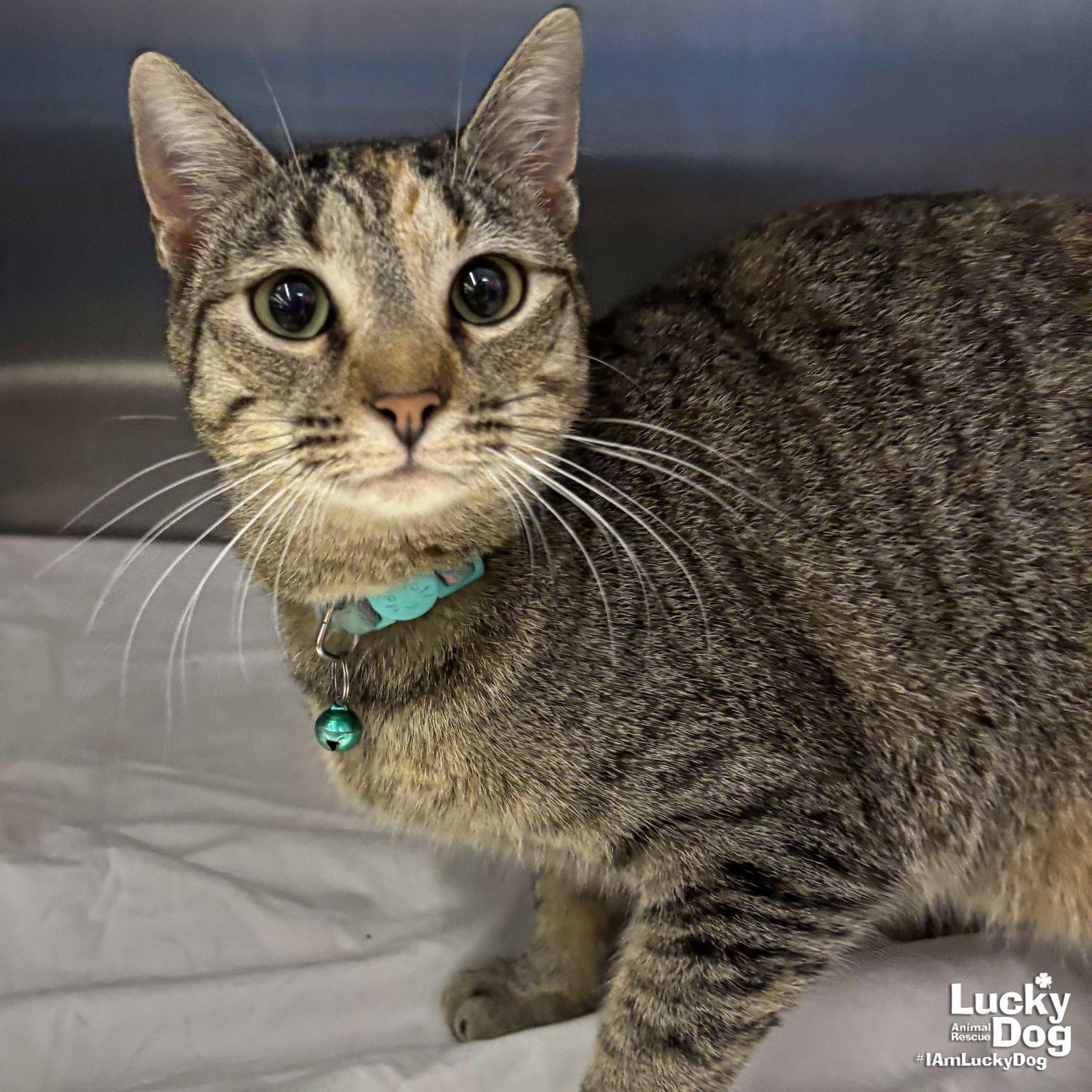 Enlarge Calina, a Adoptable Domestic Short Hair in Washington, DC image 3/3