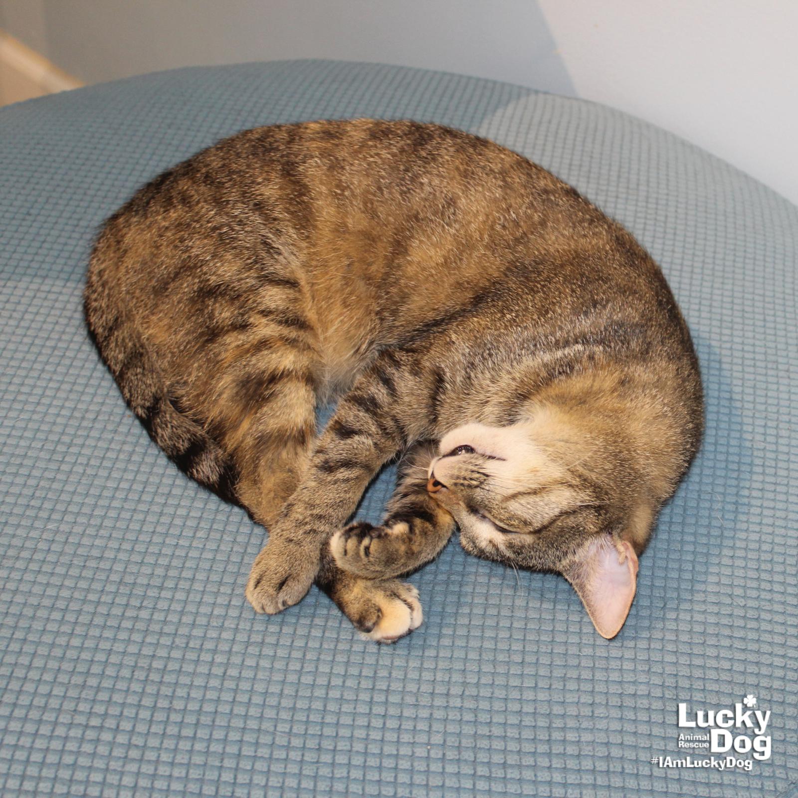 Calina, a Adoptable Domestic Short Hair in Washington, DC image 3/3