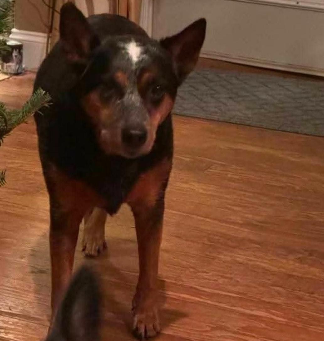 Enlarge Johnny, a Adoptable Australian Cattle Dog / Blue Heeler in Bradenton, FL image 2/6