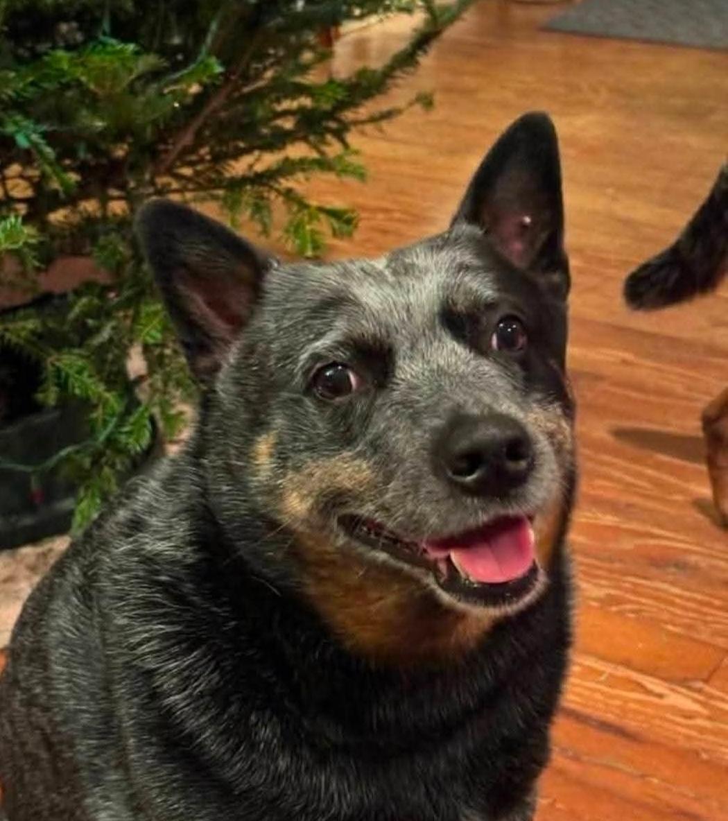 Enlarge Johnny, a Adoptable Australian Cattle Dog / Blue Heeler in Bradenton, FL image 3/6
