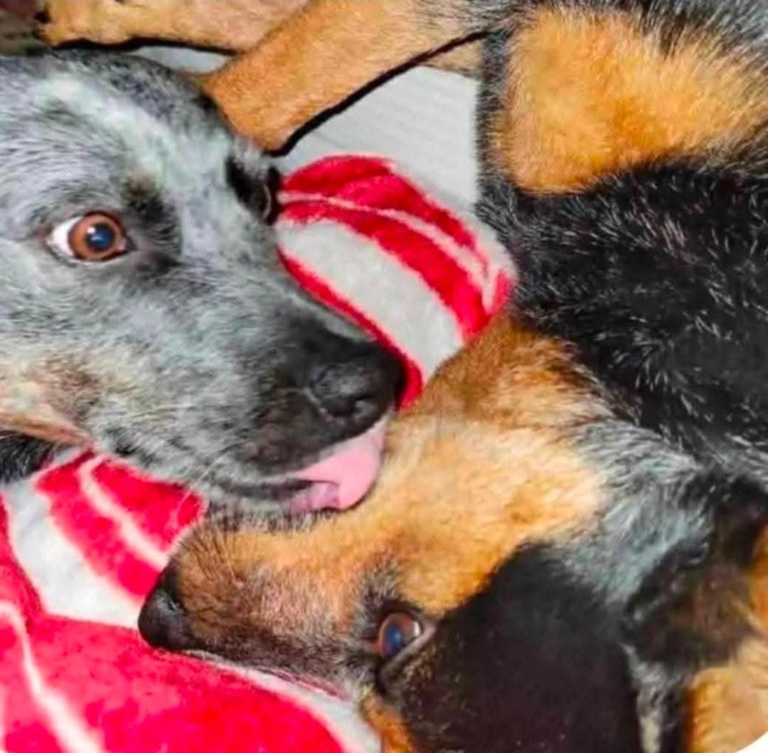 Enlarge Johnny, a Adoptable Australian Cattle Dog / Blue Heeler in Bradenton, FL image 4/6