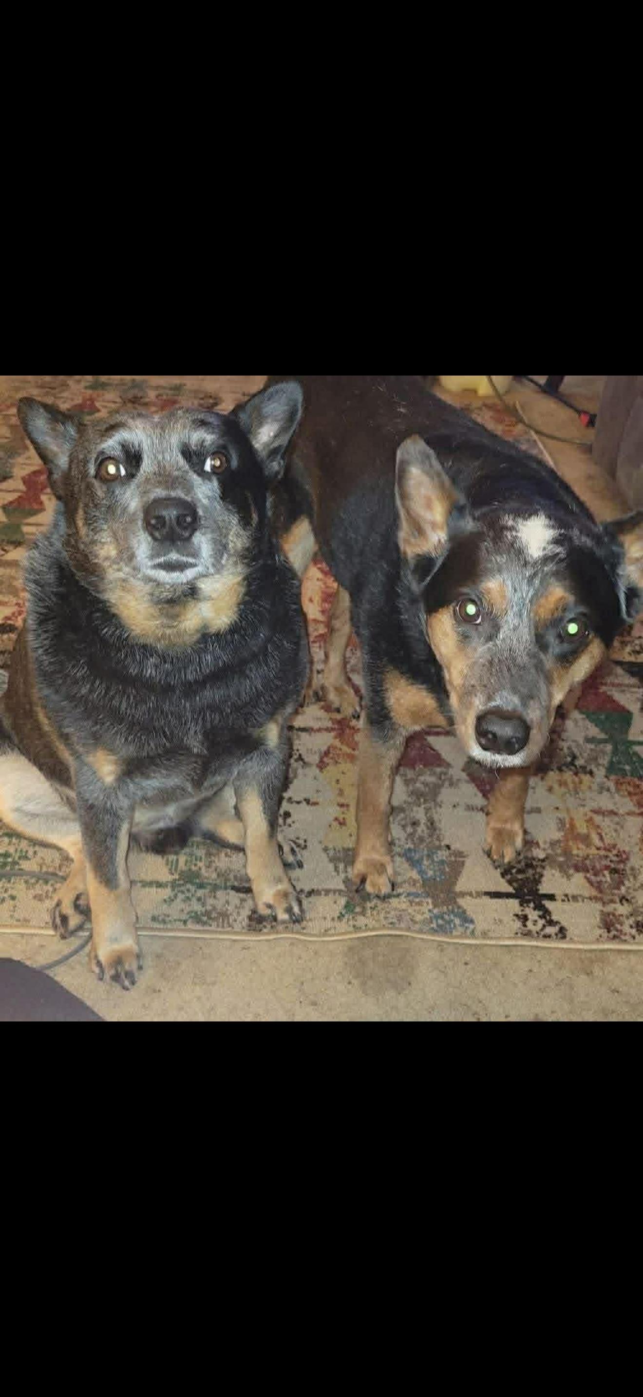 Enlarge Johnny, a Adoptable Australian Cattle Dog / Blue Heeler in Bradenton, FL image 5/6