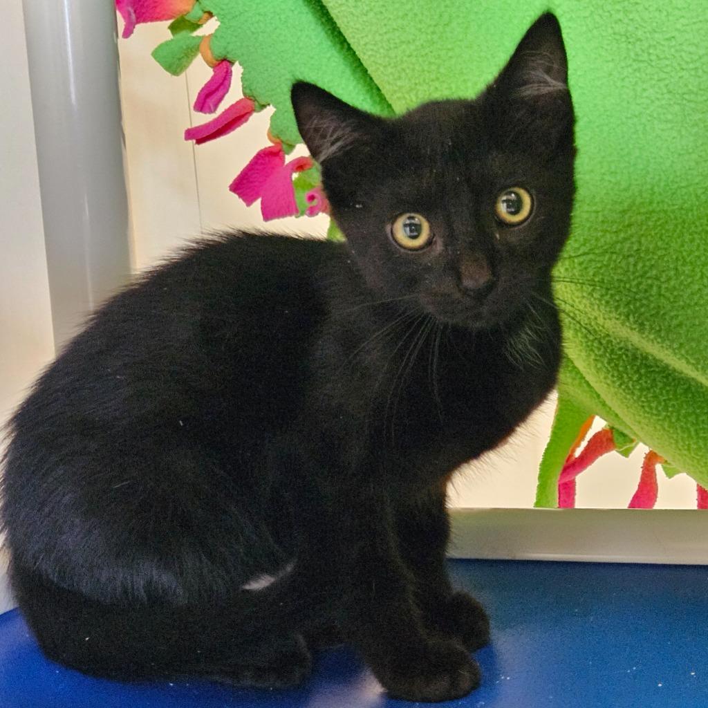 Enlarge Woodstock, a Adoptable mixed breed in Barron, WI image 1/1