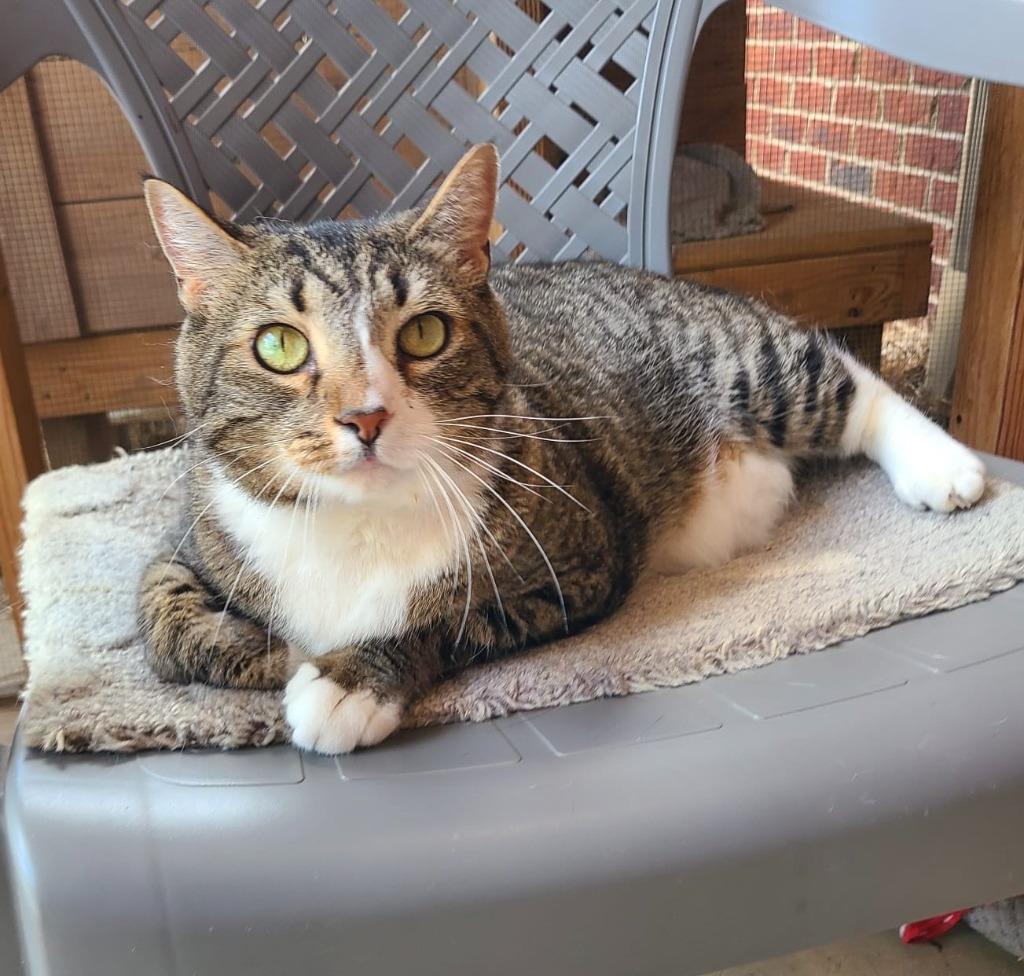 Meowster, Adoptable, Senior Male Domestic Short Hair.