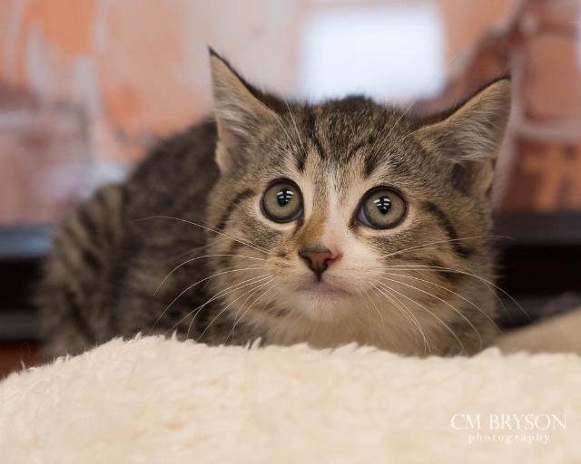 Enlarge Meowster, a Adoptable mixed breed in Madison, GA image 1/2