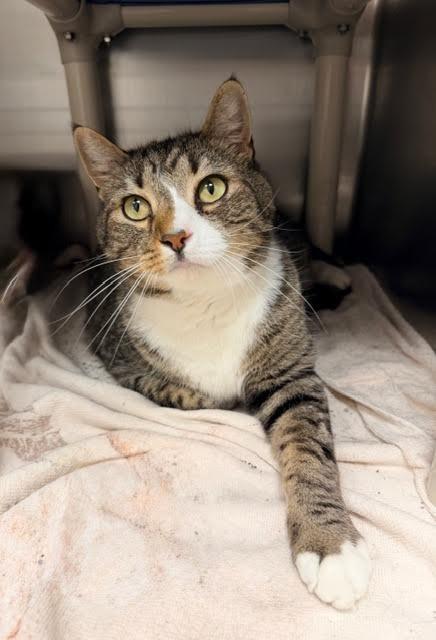 Enlarge Meowster, a Adoptable mixed breed in Madison, GA image 2/2