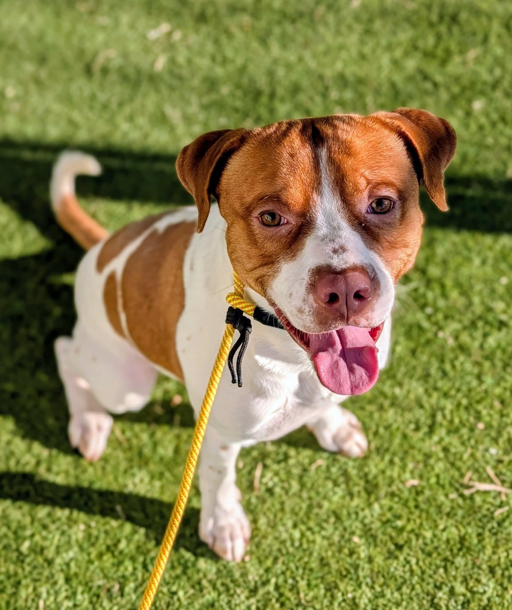 Enlarge 25-256, a ADOPTABLE Pit Bull Terrier in Ridgecrest, CA image 1/2