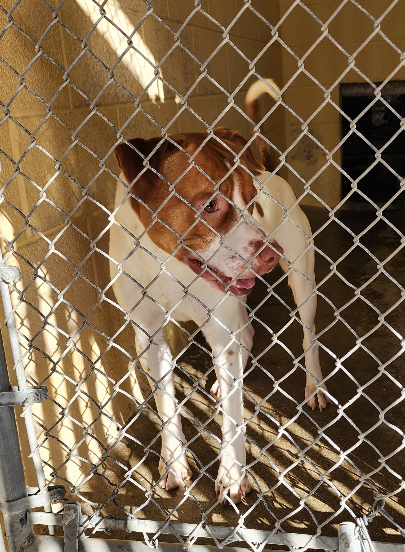 Enlarge 25-256, a ADOPTABLE Pit Bull Terrier in Ridgecrest, CA image 2/2