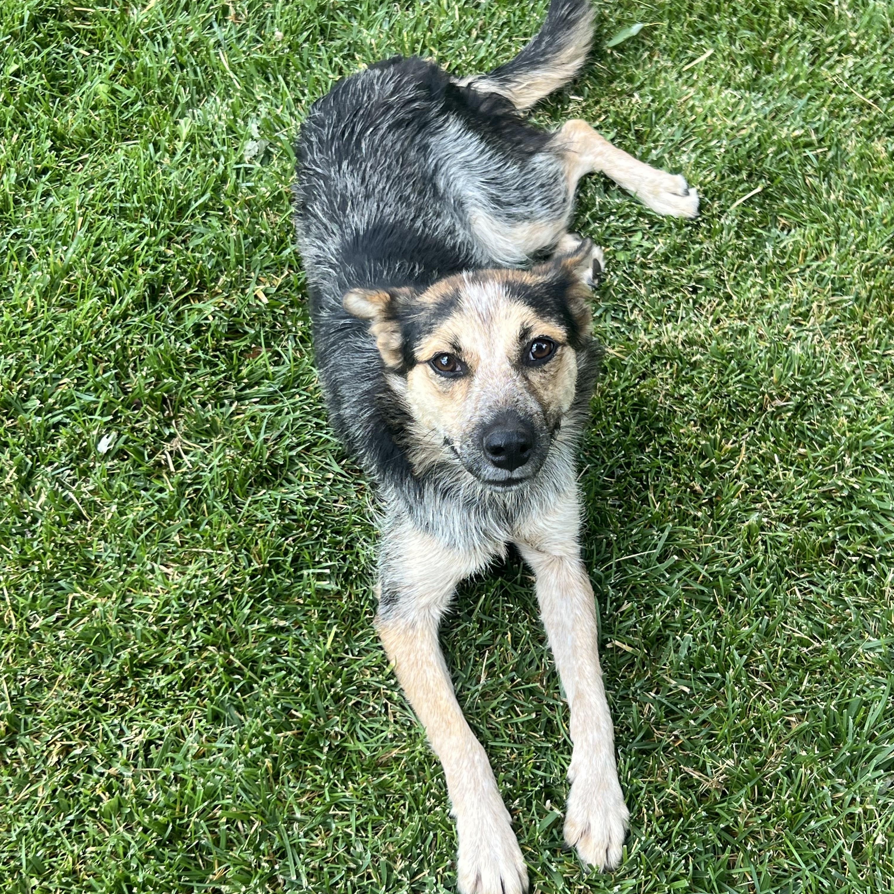 Stormie, ADOPTABLE, Adult Female Australian Shepherd & Australian Cattle Dog / Blue Heeler.